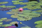 seerose
