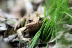 frosch